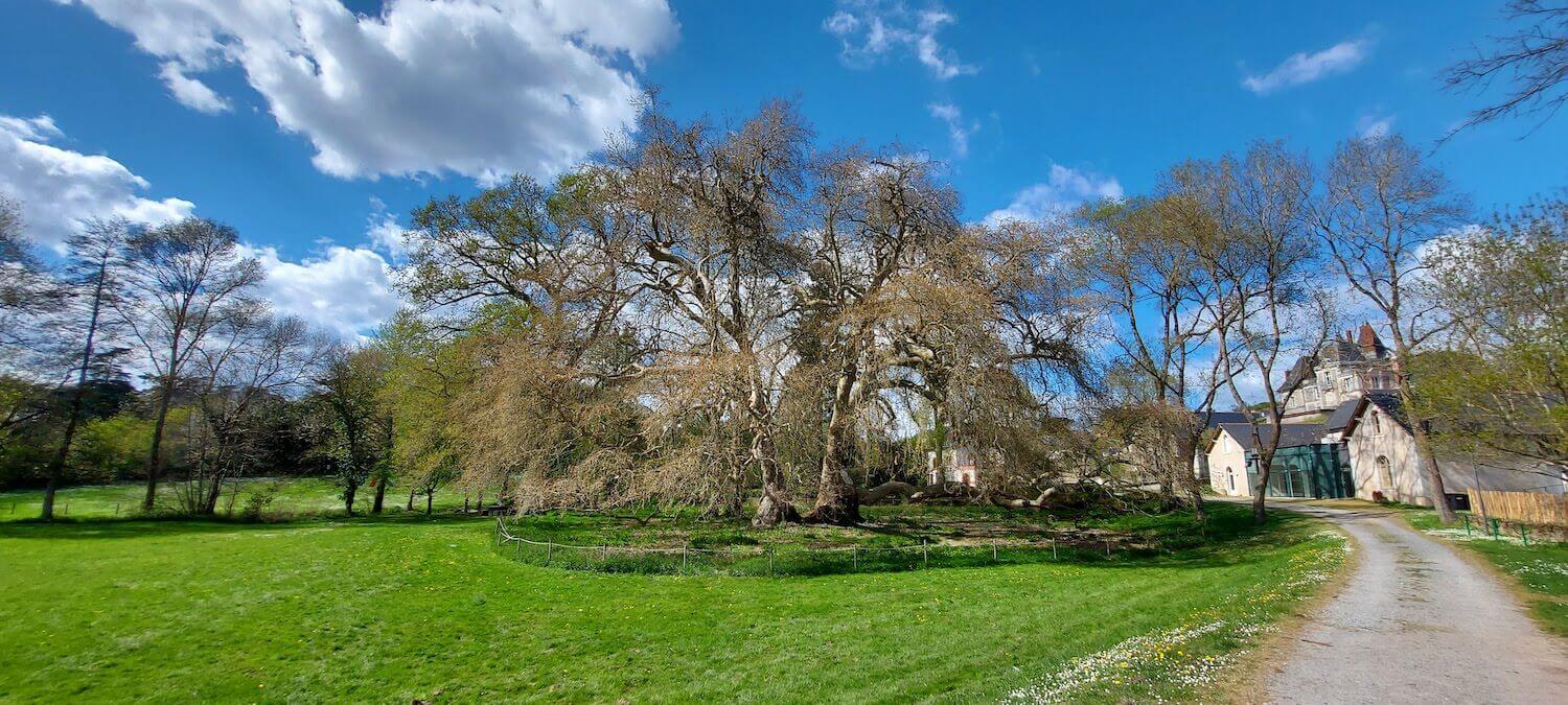 Le Parc du Fresne à Savennières