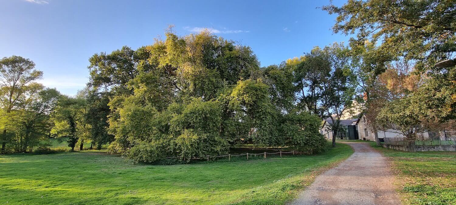 Le parc du fresne à Savennières