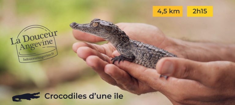 La Douceur Angevine - Crocodiles à Béhuard